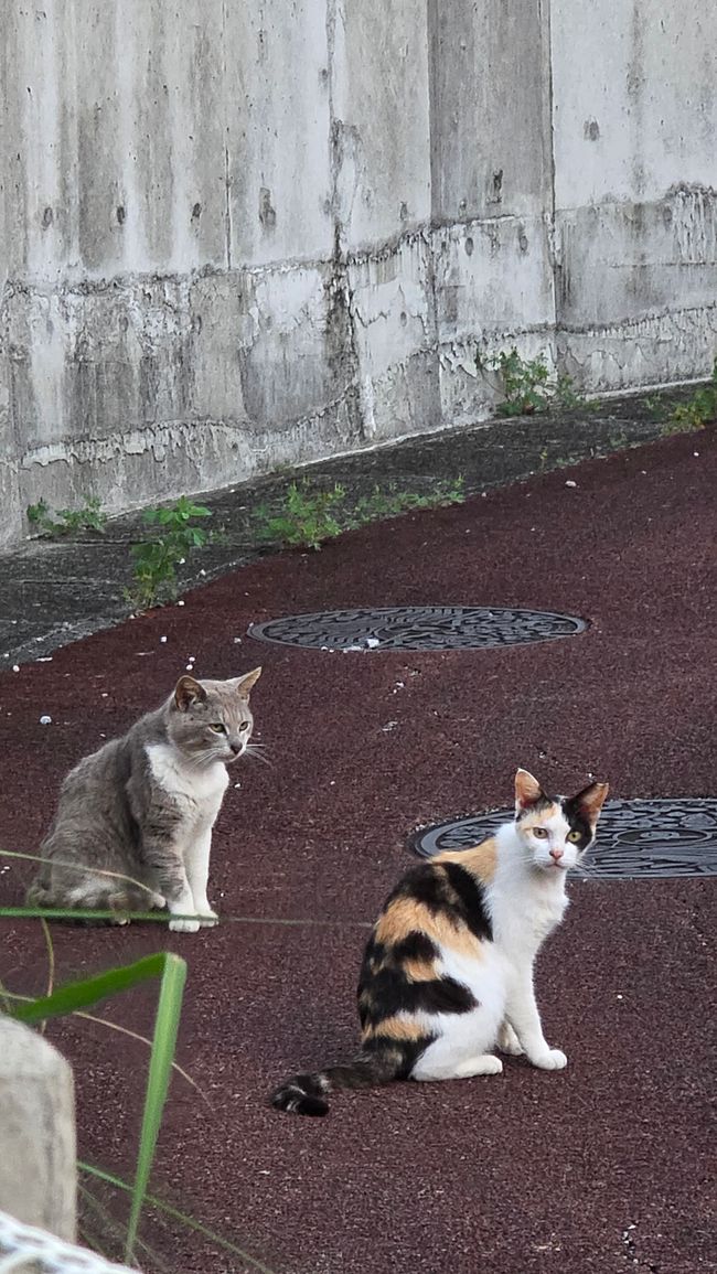 Okinawa Nuchi du takara (Life is the very thing we treasure)