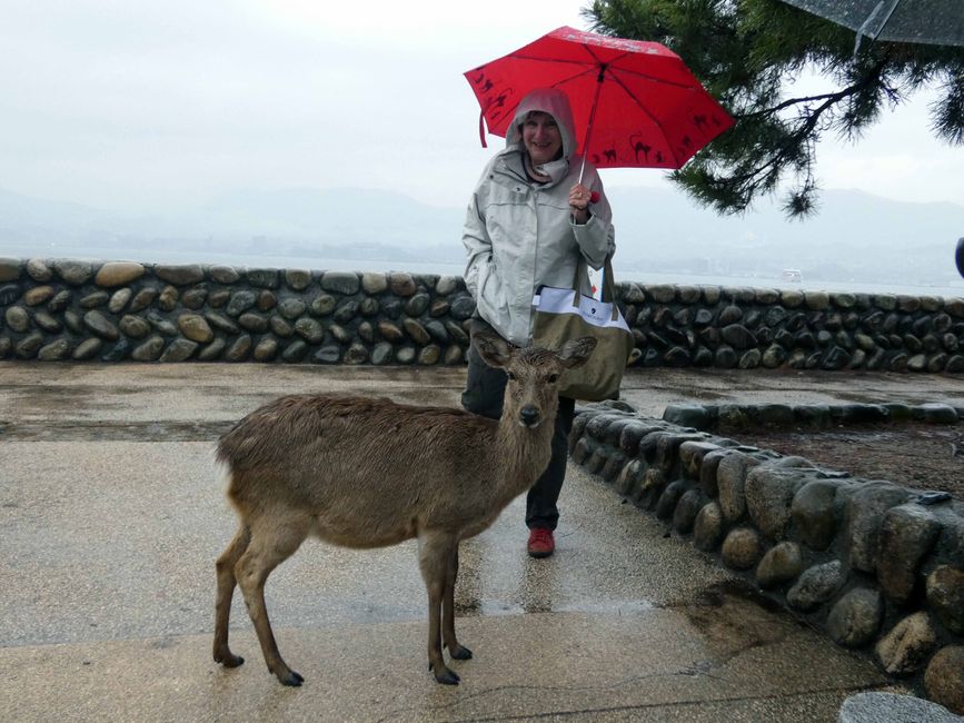 Cervo sika