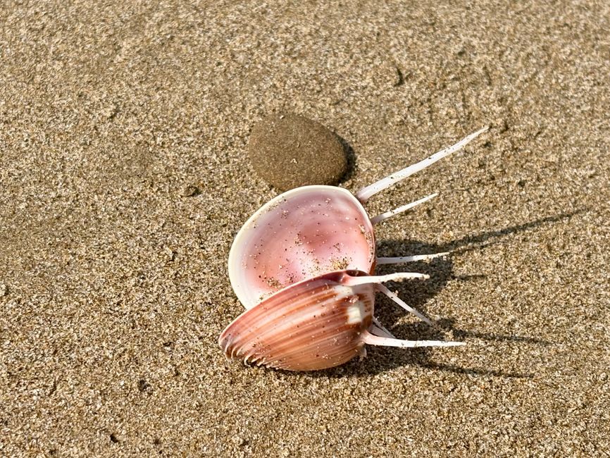 C'erano bellissime conchiglie e molti granchi super veloci.