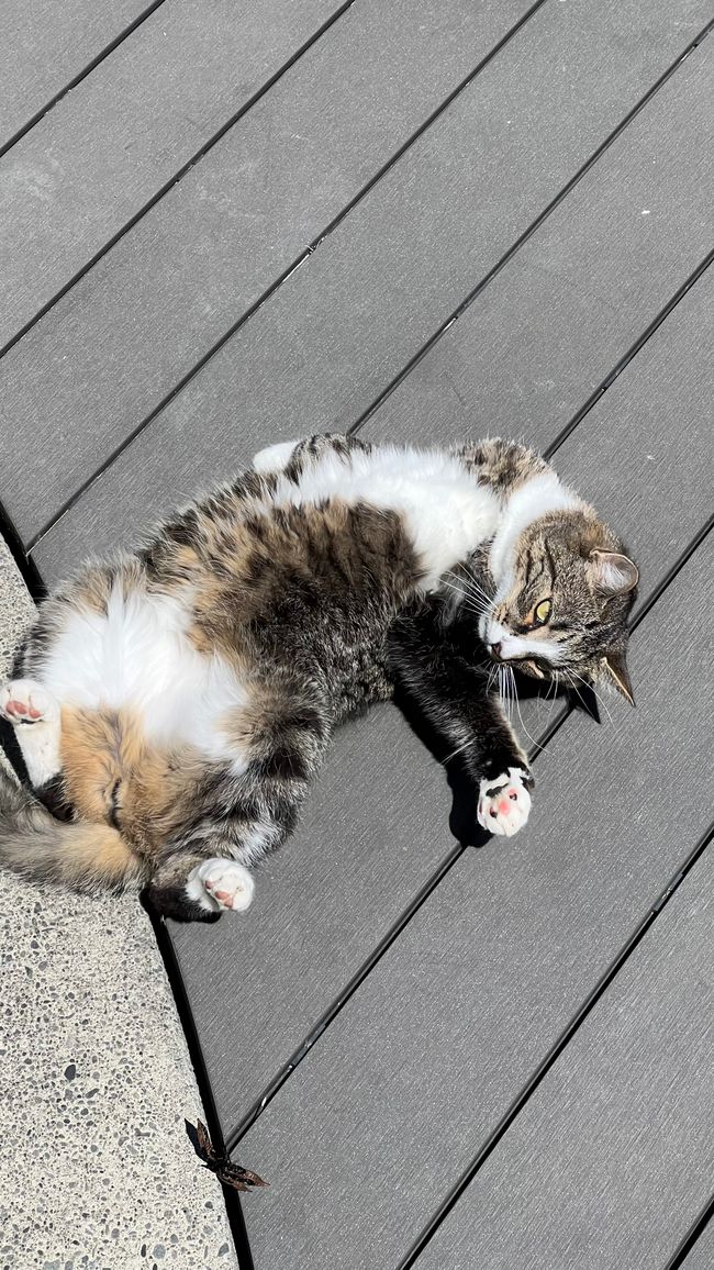 Gato Jake