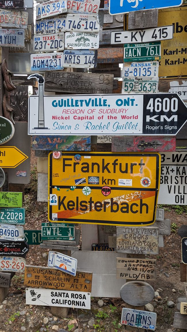 squirrel in the sign forest