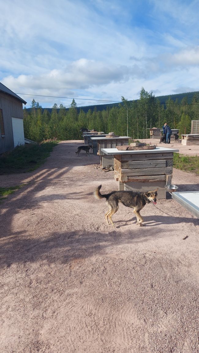 Villa Fregn - Huskyfarm - Fulufjällets NP - Mora