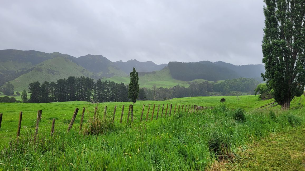 Still without clarity... Rain and mist without end! - Taranaki NP