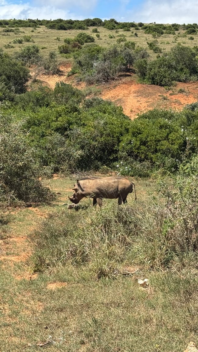 Addo Nationalpark