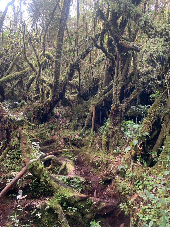 Cameron Highlands
