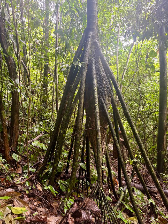 Parque National de Manu