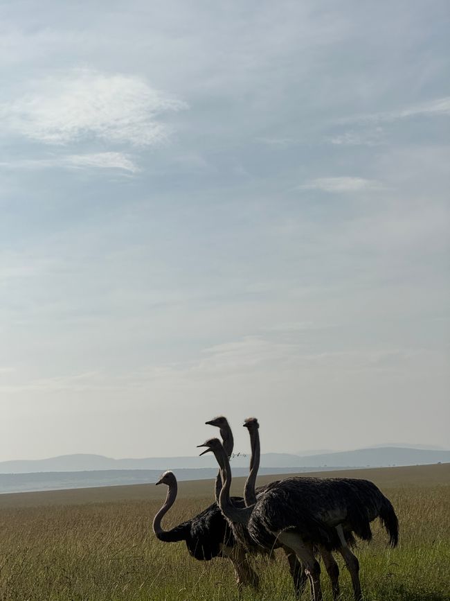 Jambo Kenia