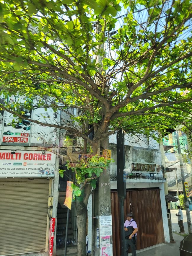 Tag 124 und 125 von 175: Kreuzfahrt rund um die Welt - Colombo/Sri Lanka und Seetag