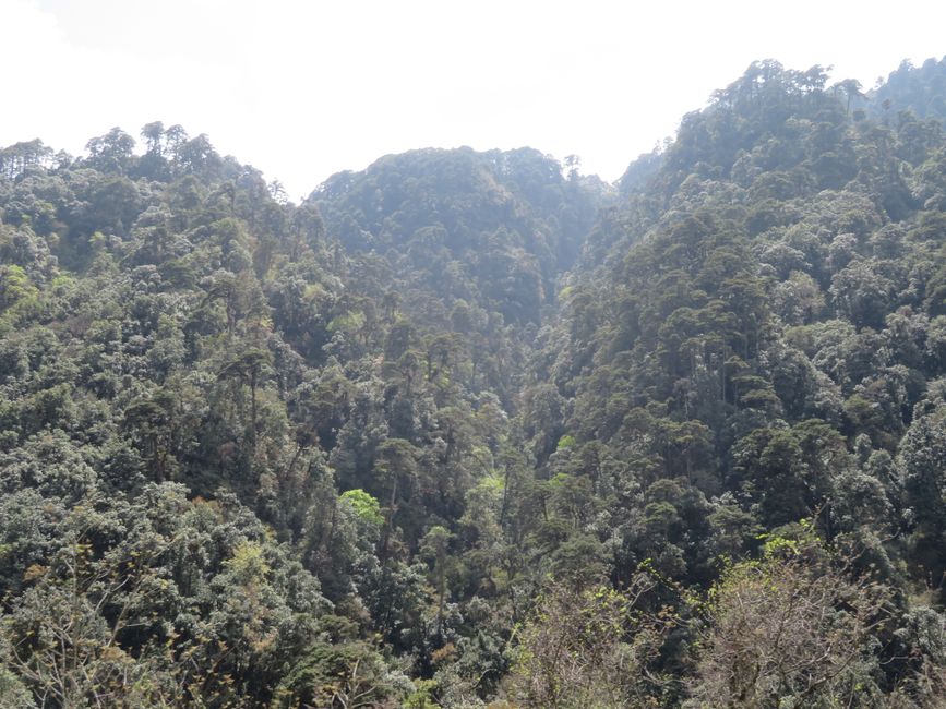 Regenwald