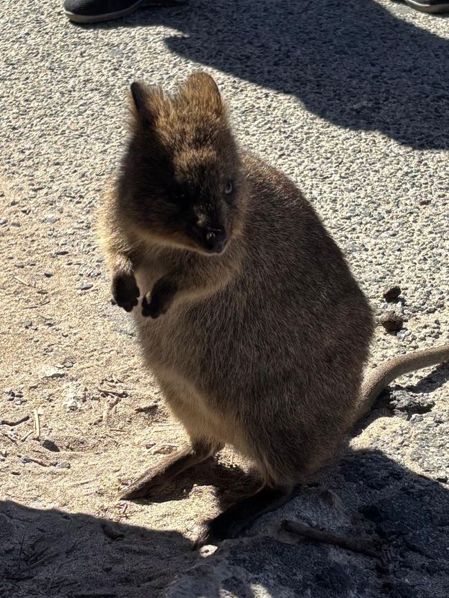 Rottnest Island