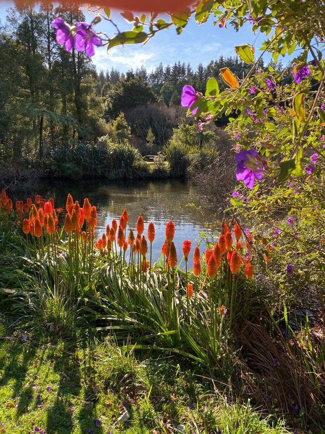 Blumen am Lake Mangamahoe