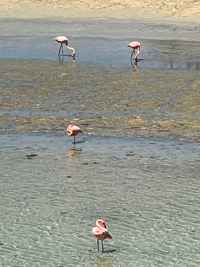 Es waren sogar Flamingos vor Ort …