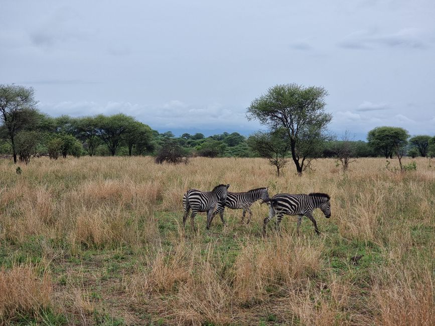 Tansania - Tag 2: Tarangire Nationalpark