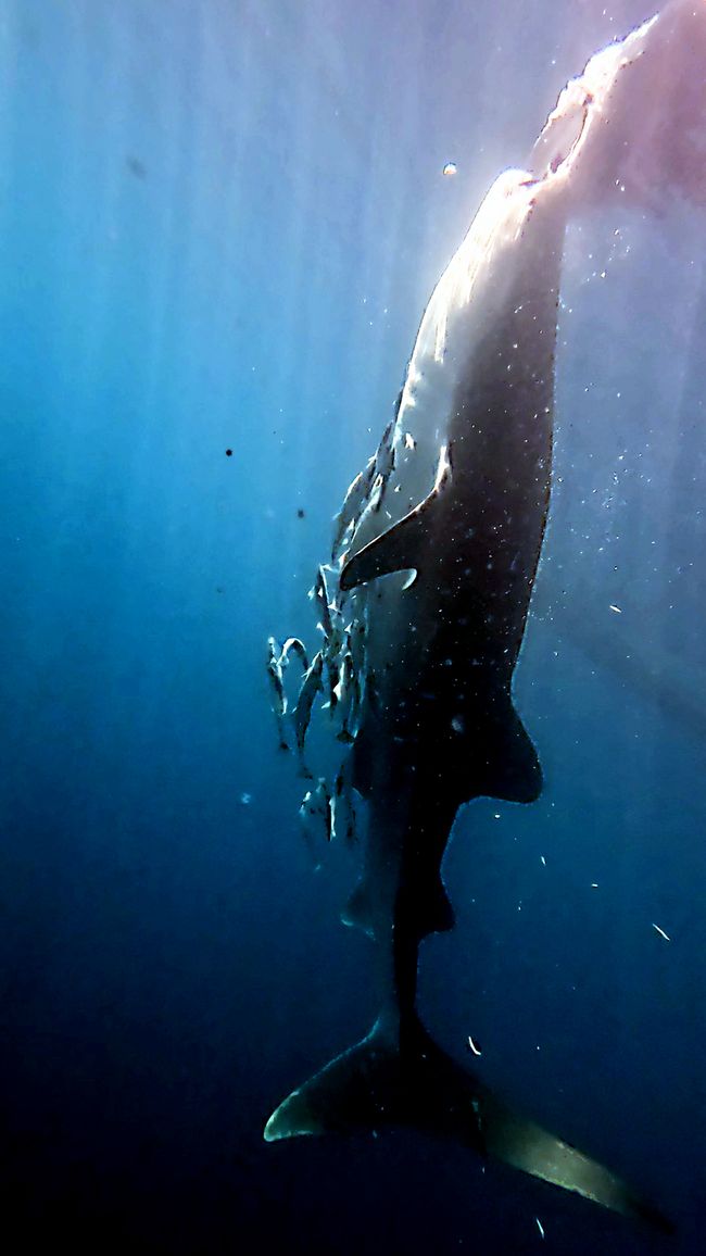 Travis ai Triton Bay Divers: Squali e altro