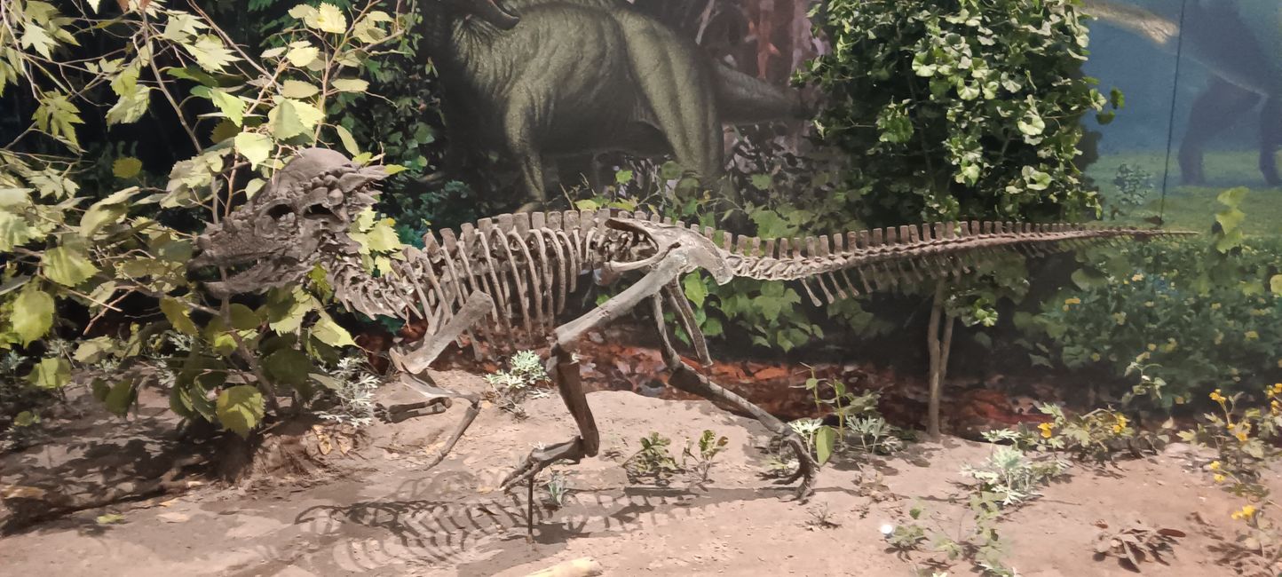 Museum of Natural History I