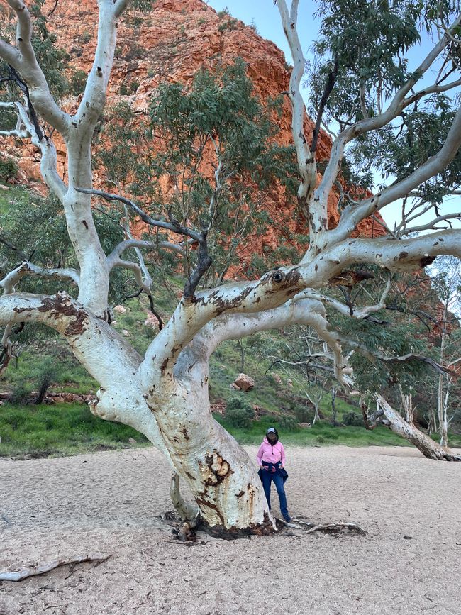 Auf nach Alice Springs