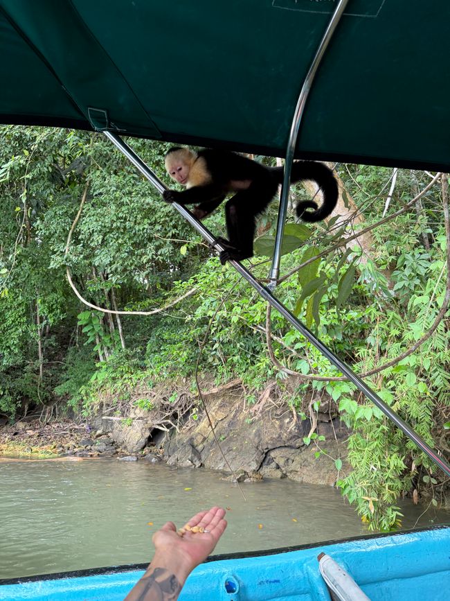 Kapuzineraffe zu Besuch