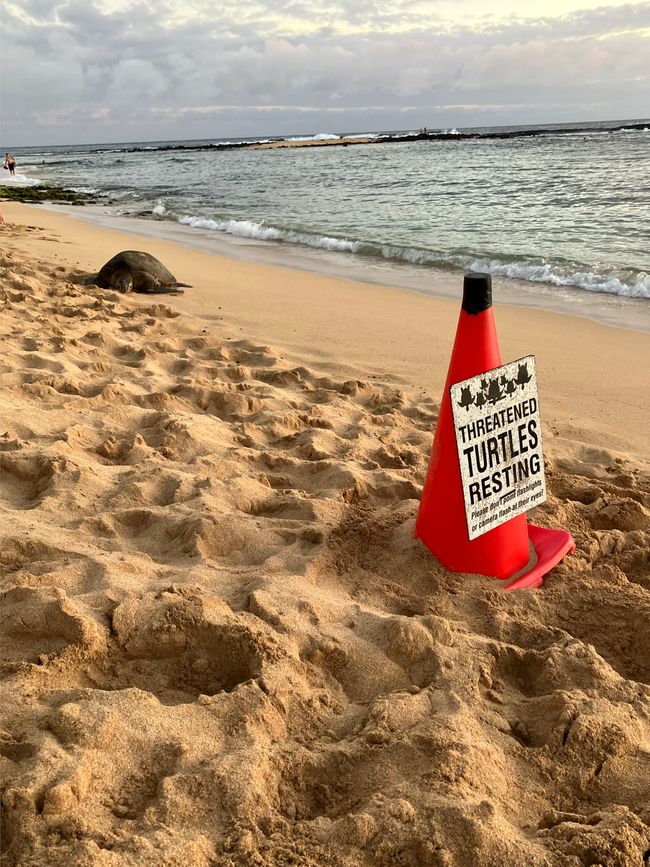 D18 - 7am Yoga with Norbi and Poipu beach with monk seals, sea turtles and Humuhumunukunukuapua‘a