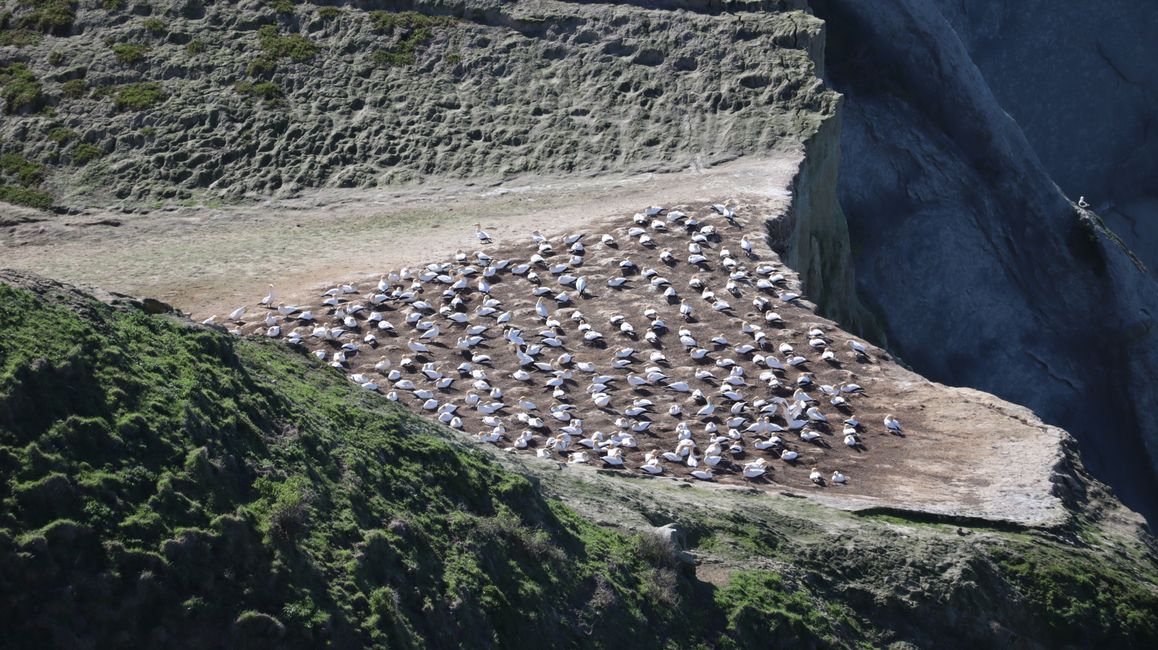 Basstölpelkolonie bei Cape Kidnappers
