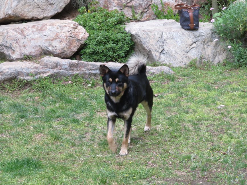 Straßenhund