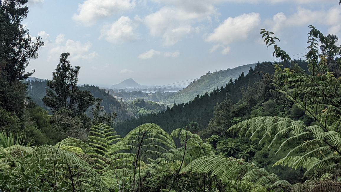 Tauranga