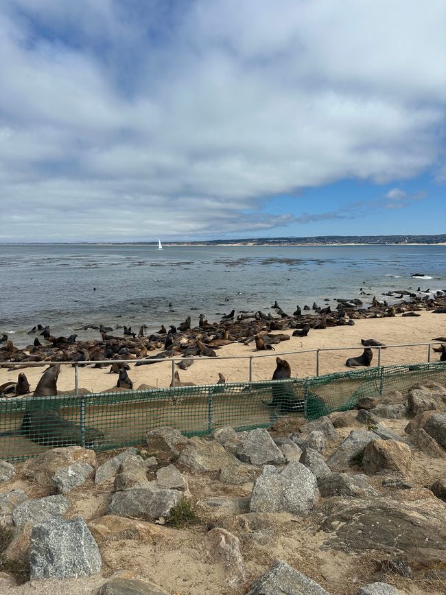 Sigue adelante por la costa Santa Cruz/Monterey/Big Sur/Morro Bay/Santa Bárbara/Malibú