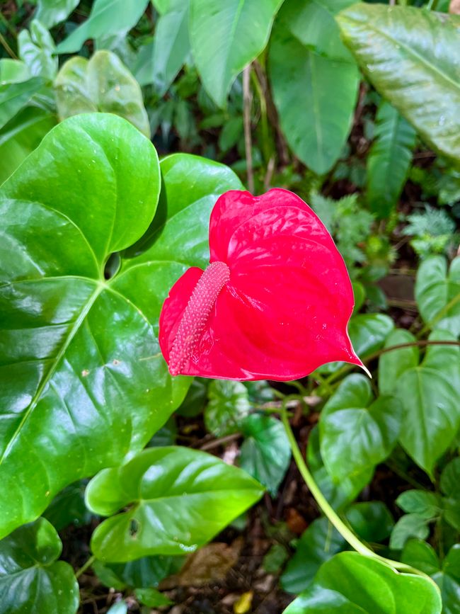 Red Ginger