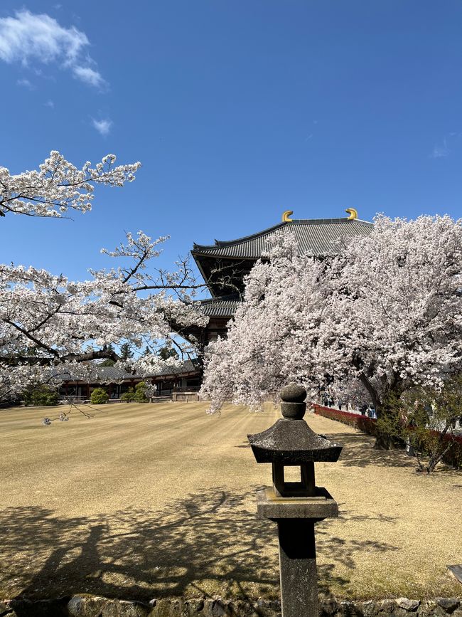 奈良-京都-星期五-04.04.25