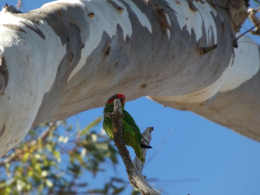 Tanunda, Barossa Valley