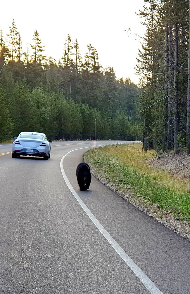 kleiner Braunbär