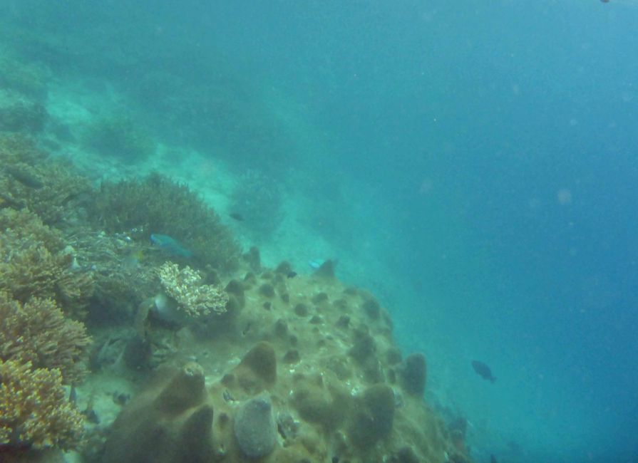 Misool, Nuova Guinea occidentale, Indonesia, escursione in Zodiac