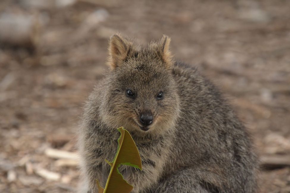 Rottnest Island - Quokka / Quokka