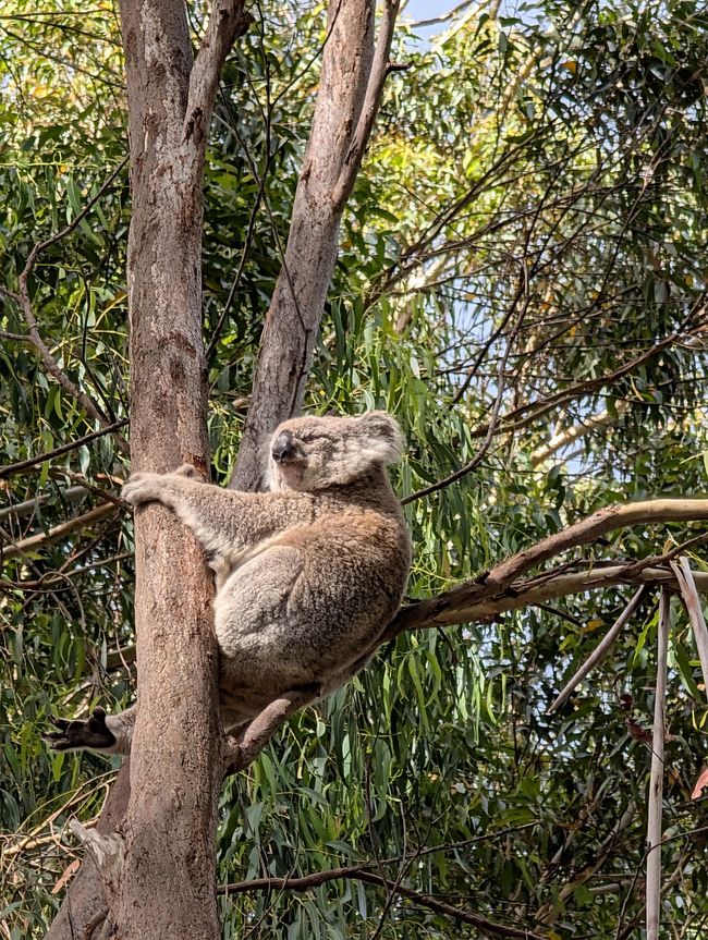 6 Koala e una sanguisuga