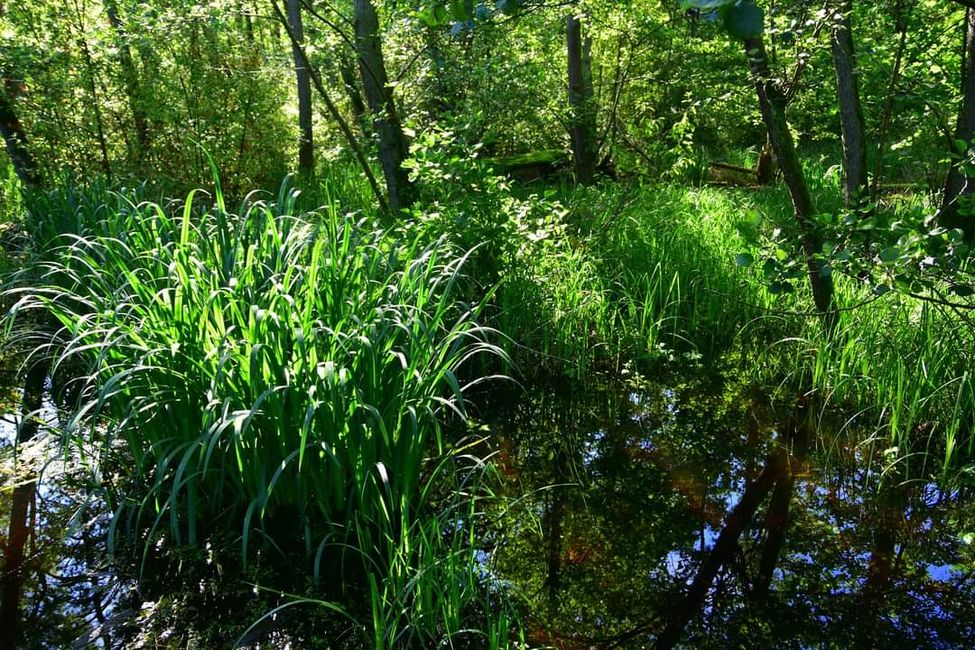 * * * Zwischen Himmel und Wasser * * *

Ein Spaziergang durch das Weingartener Moor