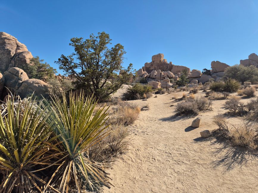 Joshua Tree