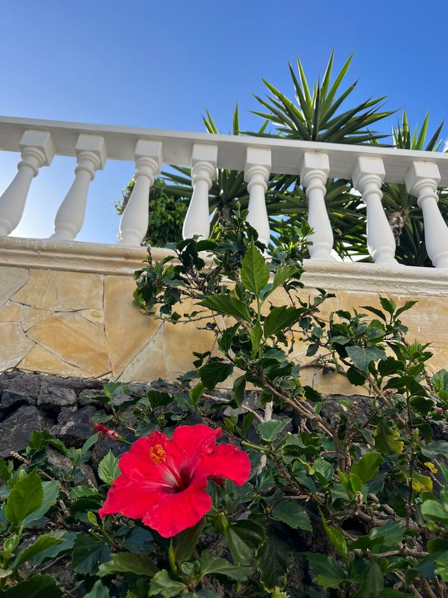 Hibiskus II