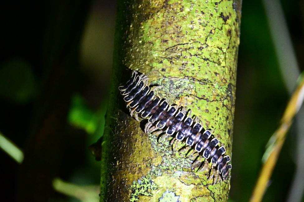 Tabin Wildlife Resort