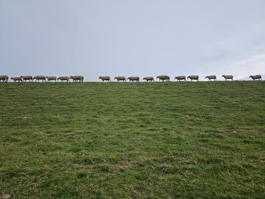 At Brake: Sheep caravan