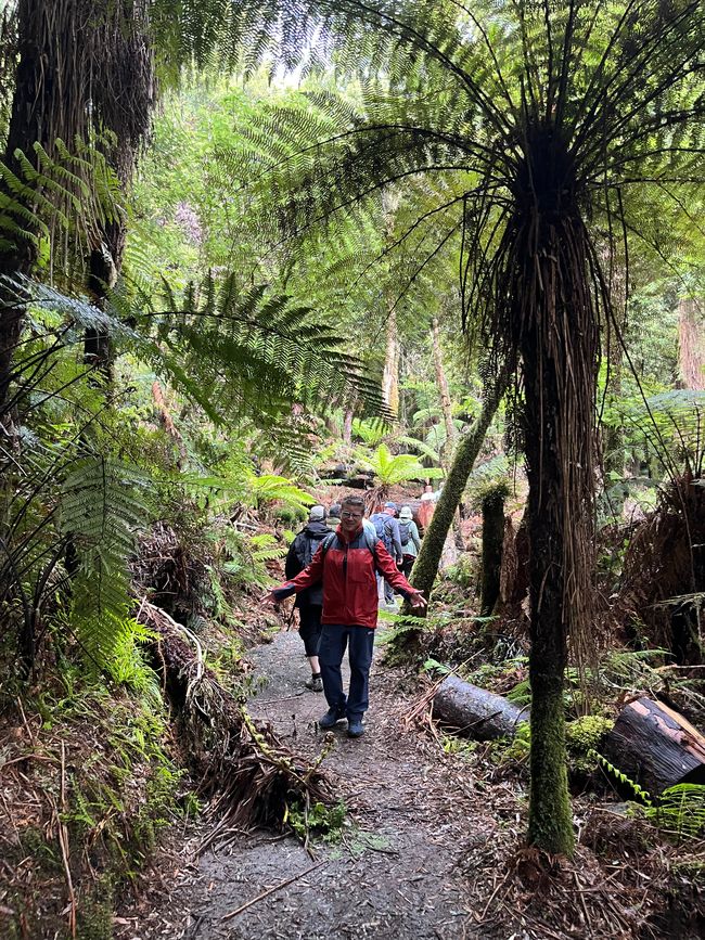 Whirinaki – Der Tag, an dem mich die Natur wieder gefunden hat