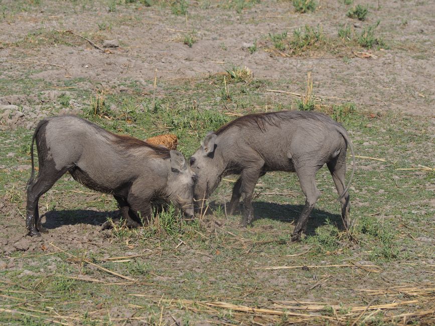 Safari pur-das Abenteuer beginnt