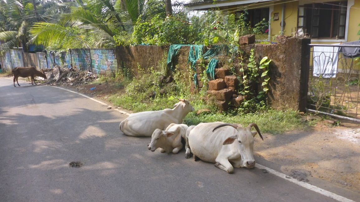 2024-12-08 Goa