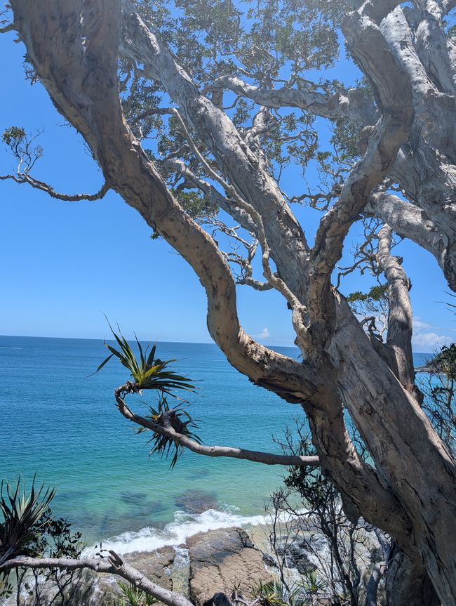 Bonnes et Mauvaises Décisions à Noosa