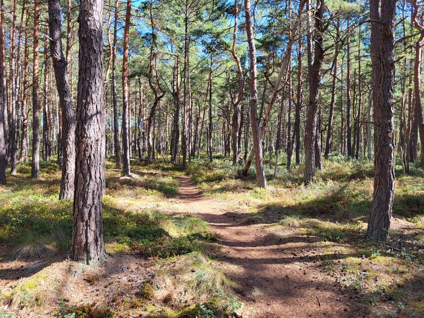 Sentier Toftåsa Moor - Parc national d'Åsnen