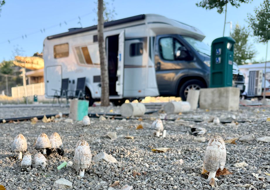 Wir schafften es zurück zu unserem Wohnmobil. Und während ich noch ein paar Pilze für unser Abendessen sammelte …