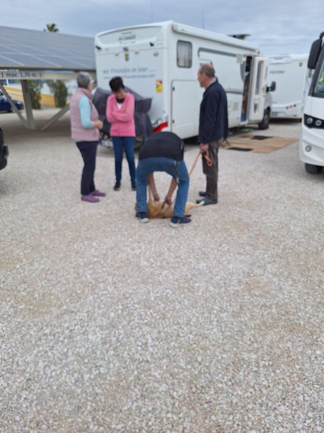 Ricci steichelt Cookie 