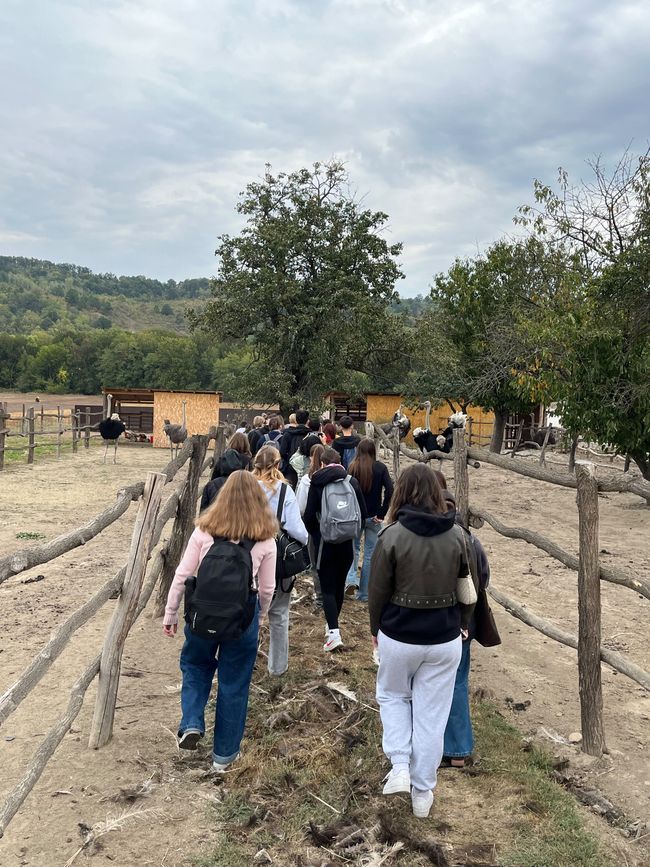 Nature, animaux et solidarité : notre excursion à « Royal Lavendel » à Florești