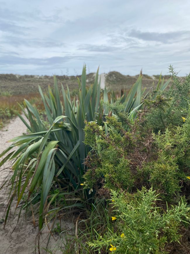 About the KariKari beach to Whangarei