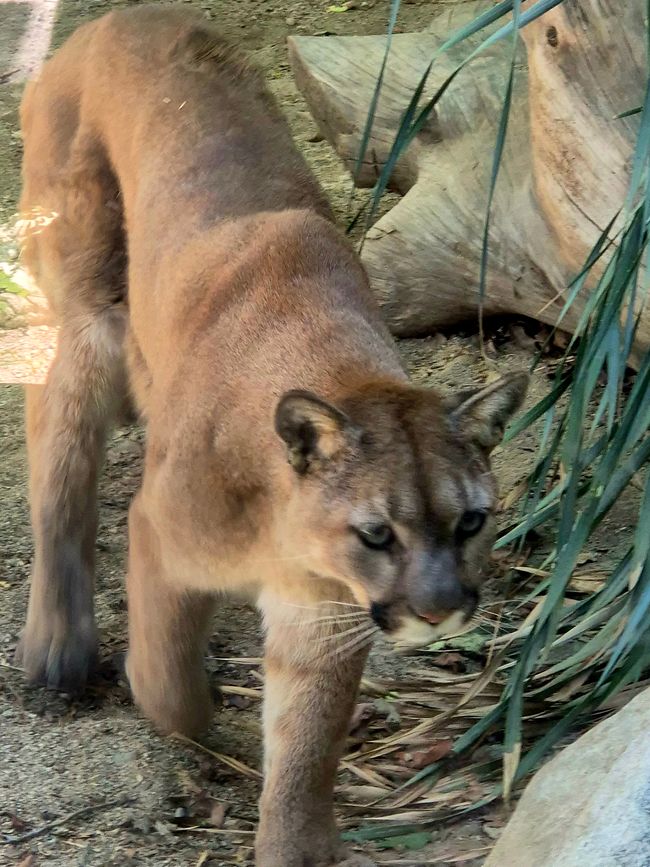 Puma