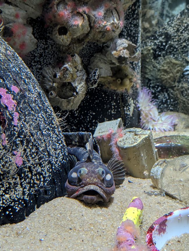 Aquarium de Monterey