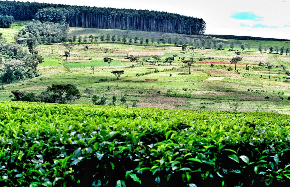 Más allá de África, Kenia